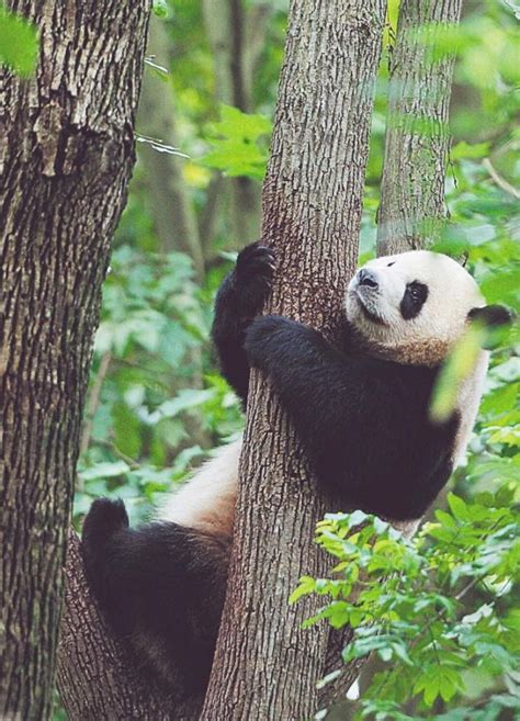 长知识！大熊猫是怎样取名的？
