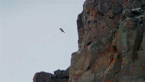 6只羚羊飞跃悬崖，原来高手不时领头羊，最后才是一只_腾讯视频