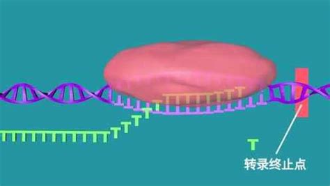 RNA转录过程 动画