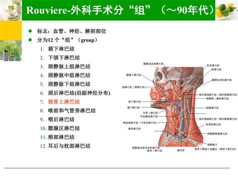 颈部淋巴结分布图图片 颈部淋巴结分布图图片