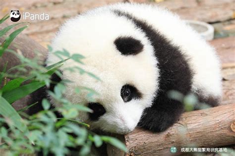 十三五期间，大熊猫、朱鹮等濒危野生动植物种群数量稳中有升