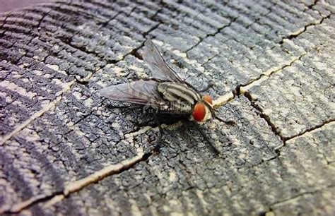 苍蝇的生物习性及危害 _嘉洁森环境