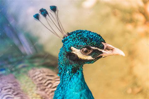 【蓝孔雀摄影图片】香江野生动物园生态摄影_太平洋电脑网摄影部落