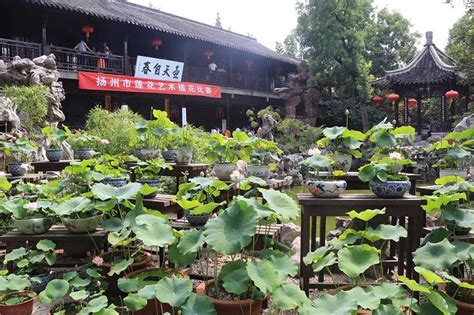 中国四大名园之一个园_“扬州莲花艺术插花比赛”在个园举办