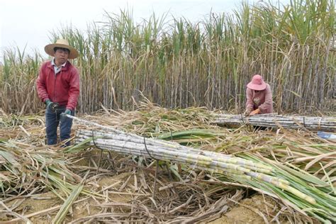 来中国砍甘蔗的越南人 ｜纪实摄影