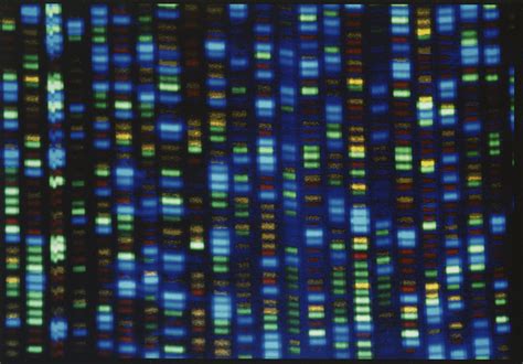 历史性突破！国际科学团队完成人类最完整的基因组序列_快看_澎湃新闻-The Paper