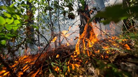 俄罗斯紧急情况部： 发现超过25处火源面积2千多公顷 - 2017年4月3日, 俄罗斯卫星通讯社