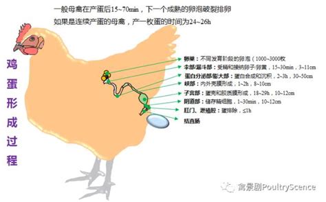 鸡坏死性肠炎的症状蛋鸡坏死性肠炎对蛋鸡的影响鸡坏死性肠炎什么原因造成的 - 知乎