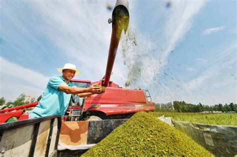 “超级谷物”藜麦在山东齐河大面积种植成功 - 山东 - 关注 - 济宁新闻网