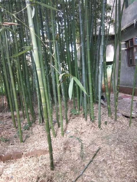 家花园种竹子好吗-绿宝园林网