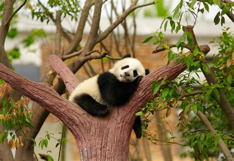 大熊猫宝宝的成长历程，真是太萌了！