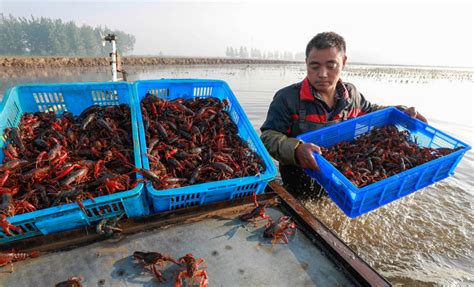 中国5大“小龙虾之都”，吃虾到底该去哪儿_潜江