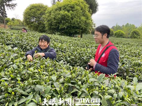 湄潭茶产业带就业发挥“磁场效应” - 茶叶新闻 - 山崖茶谈