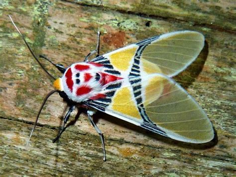 虎蛾科（Tiger Moth）一种蛾子的背部有着惟妙惟肖的小丑脸花纹。