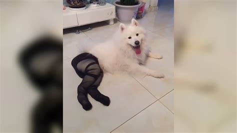 穿丝袜的狗狗图片