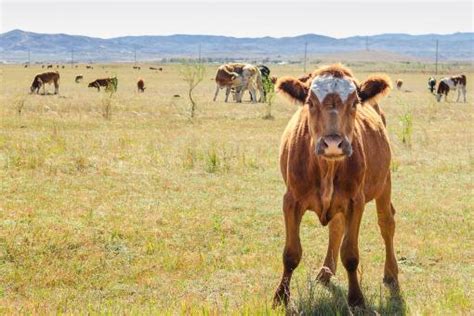 2020年农民养多少头牛有补贴？一亩地可以养多少头牛？ - 达达搜