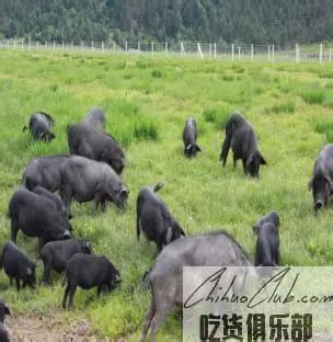 迪庆藏猪【中国农产品地理标志】