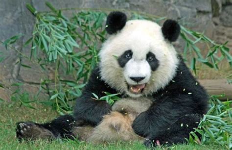 熊猫虎子，是唯一一只从出生就被人类跟踪研究的野生大熊猫……__财经头条