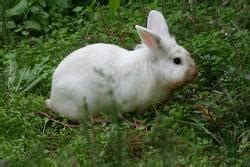 兔子高清图片下载-正版图片500858261-摄图网