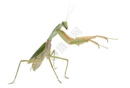 小螳螂Mantisreligiosa的标本高清图片下载-正版图片503418054-摄图网