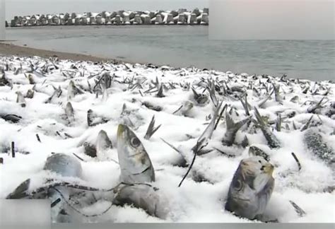 绵延500米 日本海岸现大量沙丁鱼尸体 可能是被冻死的