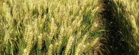 介绍三个超高产小麦新品种 - 农敢网