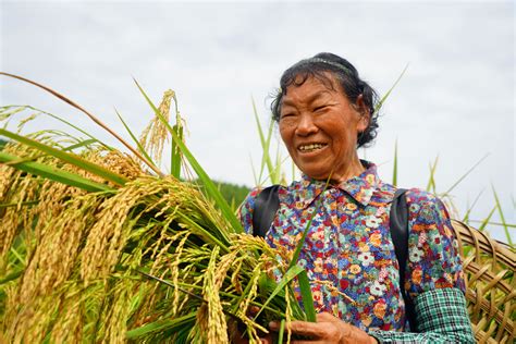 单株1.8米高！西充试种巨型稻亩产达650公斤_四川在线