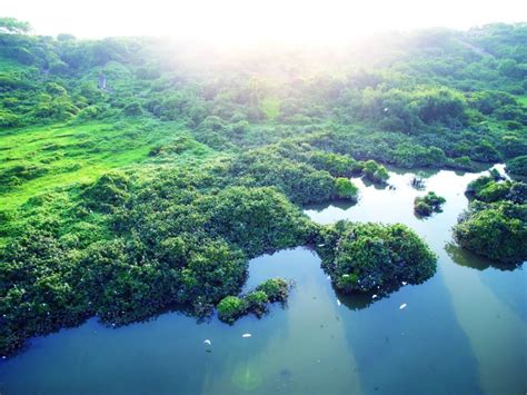 [阳江] 15000亩天然红树林，“筑绿”一方海疆
