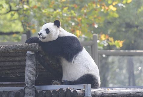 云南野生动物园熊猫原创图片_云南野生动物园熊猫正版素材_红动中国
