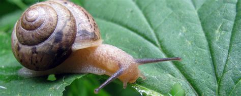 蜗牛的种类有哪些？都有什么特点-农百科