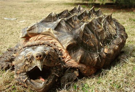 灭绝的十大凶龟：真鳄龟上榜，第一名体长三米重达一吨_排行榜123网