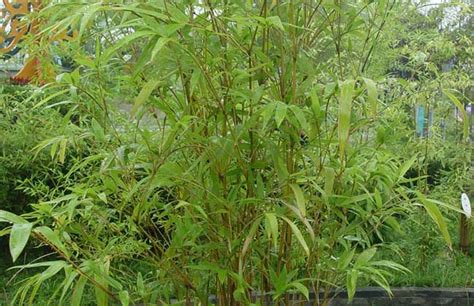 鹅毛竹(Shibataea chinensis)拉丁名学名属名科名植物生活型图片