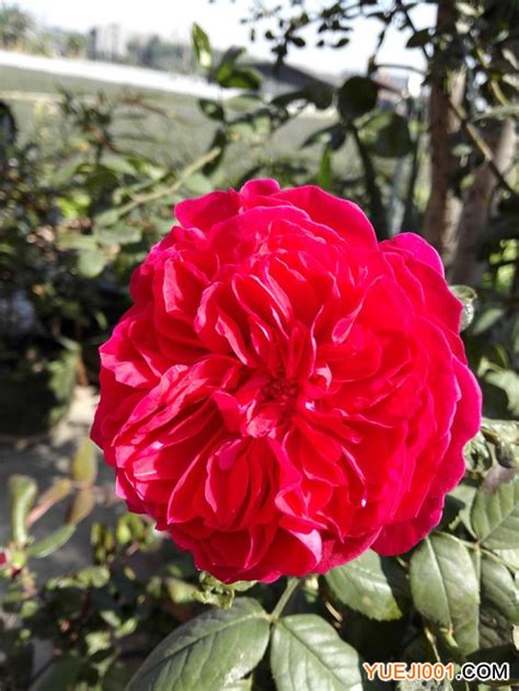 喜欢菊花，不如养“珍稀玫瑰”皇家胭脂，花开艳丽多姿|游行|月季|胭脂_新浪新闻