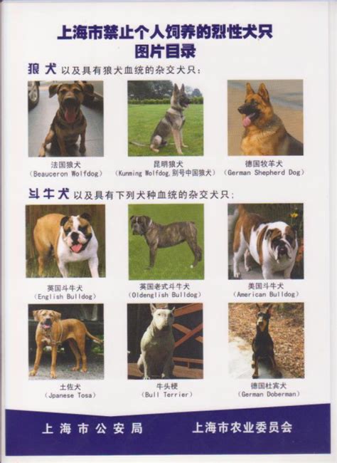 上海市禁止个人饲养这些烈性犬只，有图片可对照！ - 周到上海