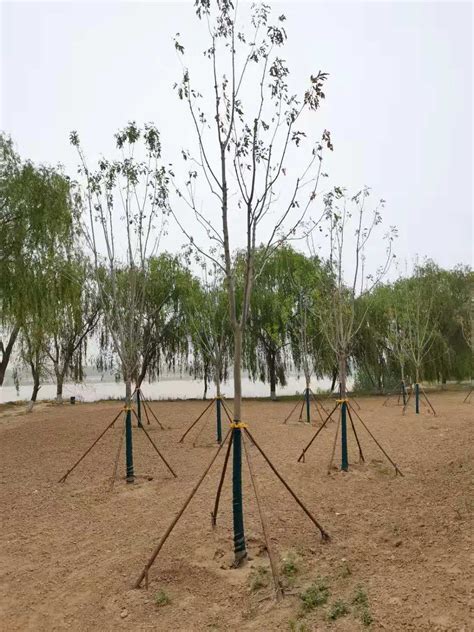 浅析绿化苗木种类与需水大小 - 南京雅萍苗圃场