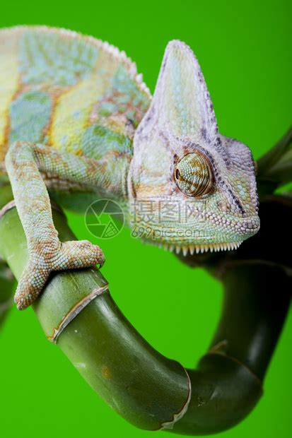 变色龙属于最著名的蜥蜴科之一高清图片下载-正版图片503348642-摄图网