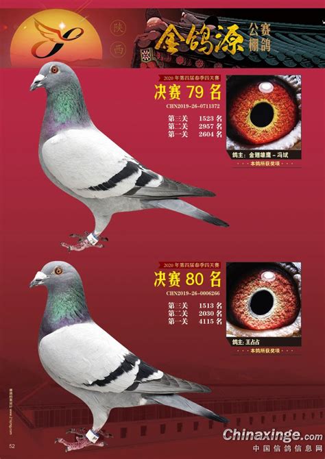 江苏长江公棚2020年获奖鸽欣赏481-500名-中国信鸽信息网相册