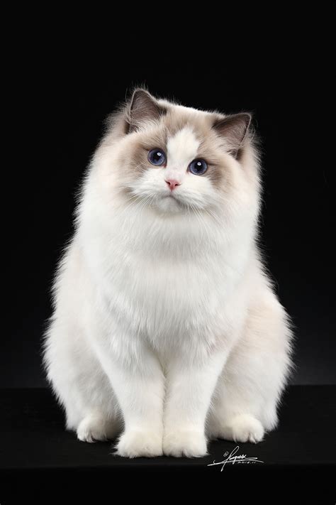 狐狸布偶猫图片