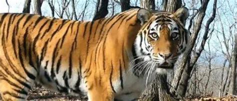东北虎豹国家公园成立，可近距离观察虎豹，网友：可以去参观吗？_新浪新闻