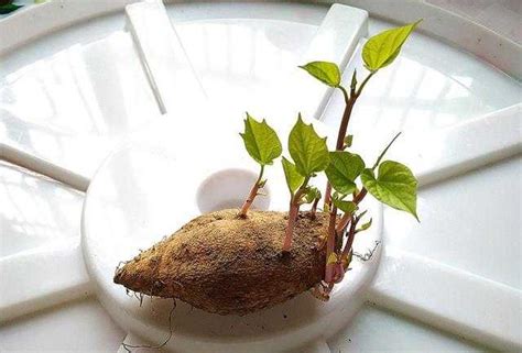 种植红薯“倒插苗”开始盛行，啥叫“倒插苗”？为何要这样做呢？|红薯|红薯苗|薯块_新浪新闻