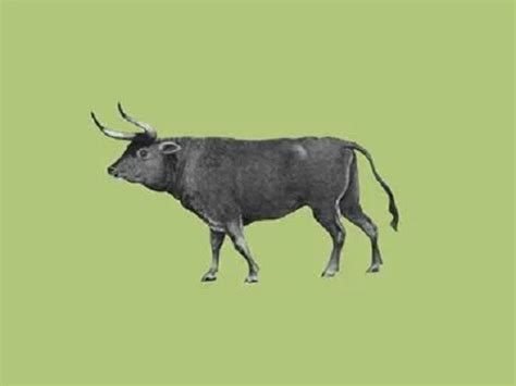 属牛的幸运数字是什么 属牛的人幸运数字怎么算-善吉网