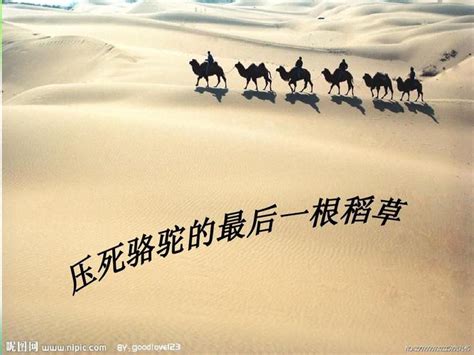 “压死骆驼的最后一根稻草”是什么意思？ | 布丁导航网
