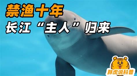 水上大熊猫白鳍豚的灭绝，长江里到底还能剩下什么？|白鳍豚|长江|灭绝_新浪新闻