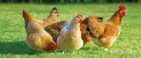 [三黄鸡批发] 活鸡，三黄鸡，土鸡，山顶养殖场，走山地鸡，健康食材价格12元/斤 - 惠农网
