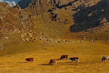新疆阿尔泰山脚下的游牧人家-中关村在线摄影论坛