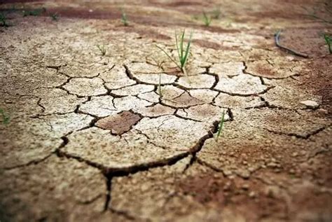 干旱时，草在干裂的土壤上枯萎视频素材_ID:VCG42N1156577179-VCG.COM