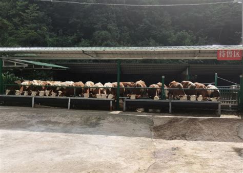 树苴乡打造肉牛超市 助力乡村振兴-楚雄市人民政府