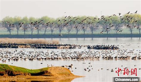武汉冬候鸟数量创新高：湿地是鸟儿不可或缺的驿站