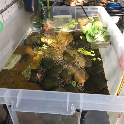 乌龟生态缸可以种什么植物（龟缸植物的选择与养护技巧） - 胖萌舍宠物网