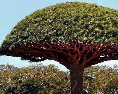 世界上最奇特的植物，你见过几个？|植物|猴面包树|龙血树_新浪新闻